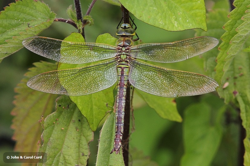 J01_3451 Anax imperator.JPG